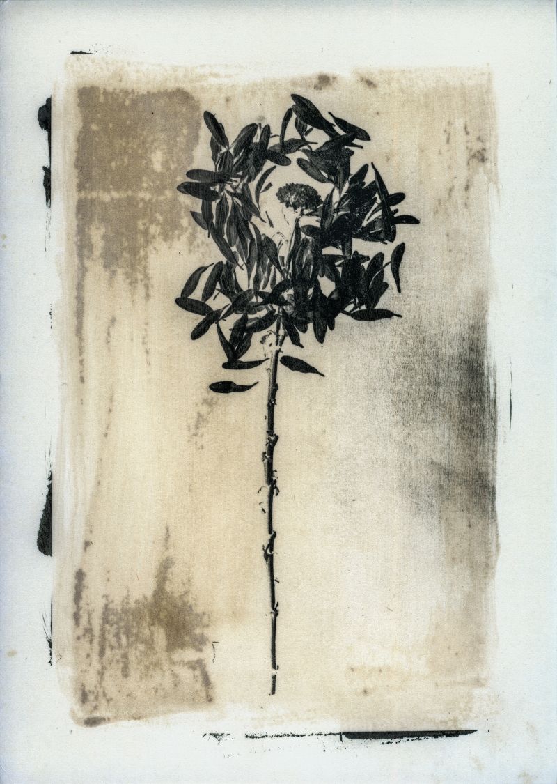 Petali - Imago Plantae - a Photographic Art by Stefano Paradiso