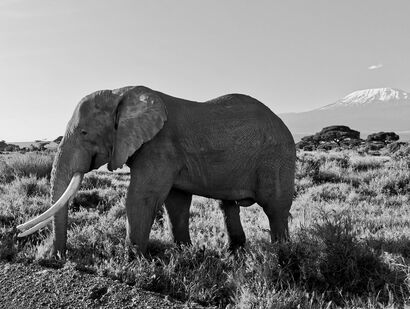 Savane  - a Photographic Art Artowrk by Inès FENNIRI