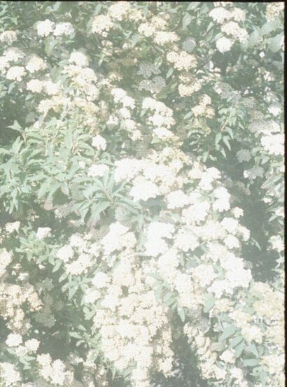 fleeting thoughts - a Photographic Art Artowrk by masahiro kanamori