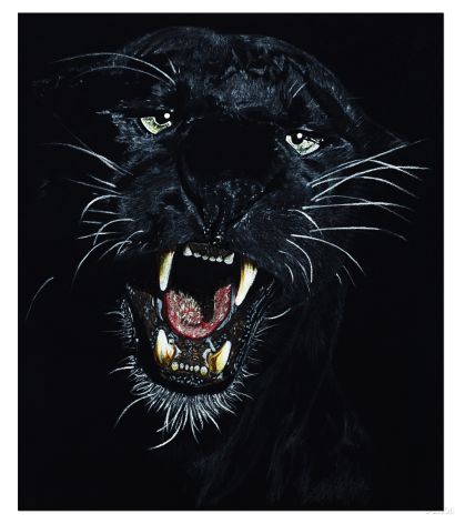 Black Tiger  by Charlotte A Cornish