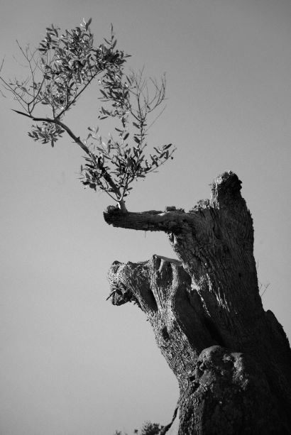 Xolivo 11 - a Photographic Art Artwork by Stefano Paradiso