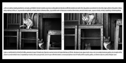 DOS Y TRES GATOS ENTRE UNA Y TRES SILLAS (Homenaje a Joseph Kosuth) - A Photographic Art Artwork by Soledad Mora