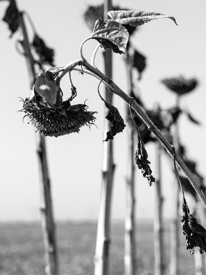 sunflower and climate change - a Photographic Art Artowrk by ERICH HAGELKRUYS