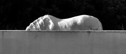 A horse with non name - a Photographic Art Artowrk by Enrica Ridolfi