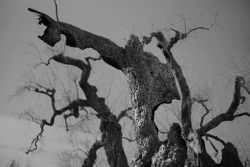Xolivo 7 - a Photographic Art by Stefano Paradiso