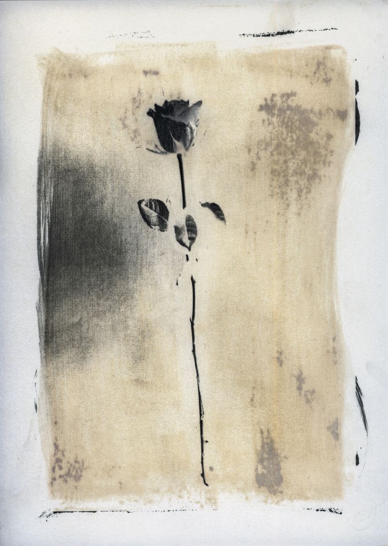 Rosa - Imago Plantae - a Photographic Art by Stefano Paradiso