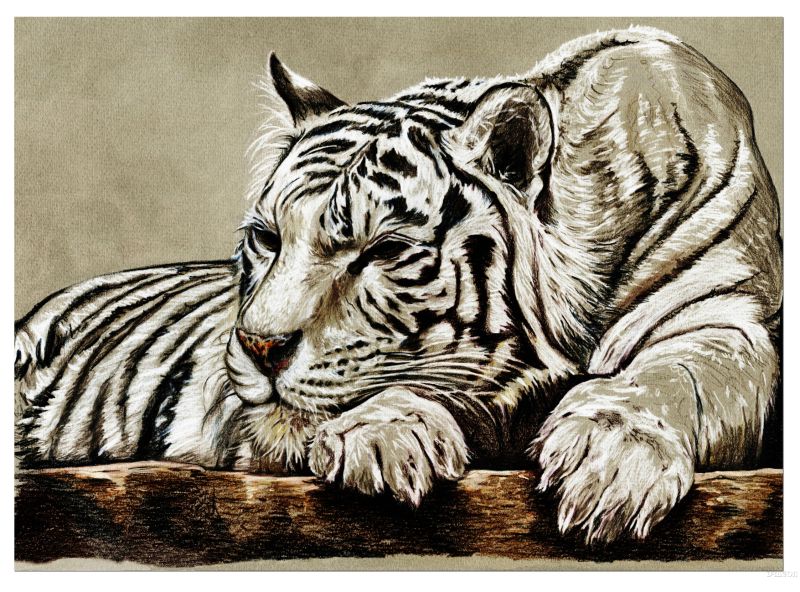 The White Tiger - a Paintings by Charlotte A Cornish