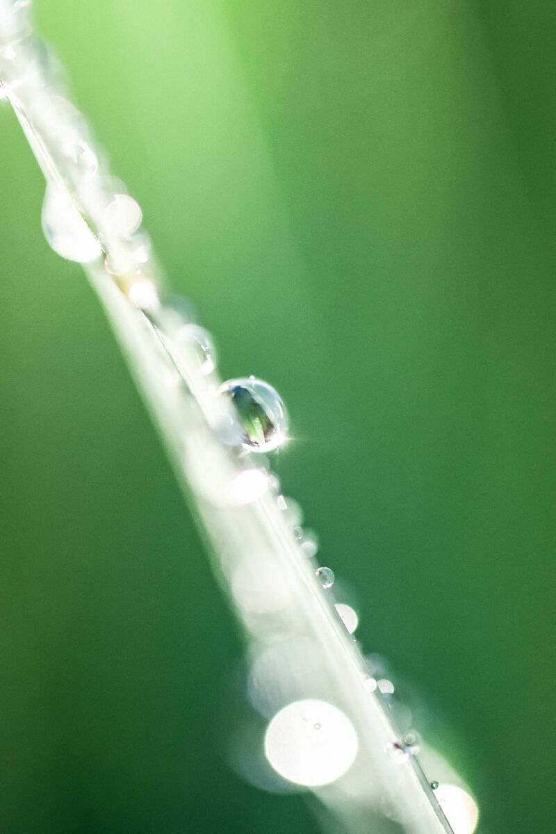 une goutte - a Photographic Art by calvachris adelmard