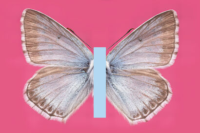 #BeAButterflyYourself - POP EDITION - Bläuling auf Pink (Ed. 3+1+1/1+2AP) - A Sculpture & Installation Artwork by Michael Bachhofer