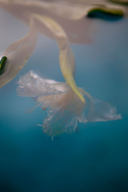 Stillness - a Photographic Art Artowrk by Katherine Grace