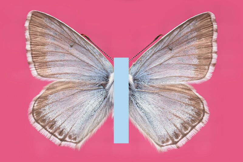 #BeAButterflyYourself - POP EDITION - Bläuling auf Pink (Ed. 3+1+1/1+2AP) - a Sculpture & Installation by Michael Bachhofer