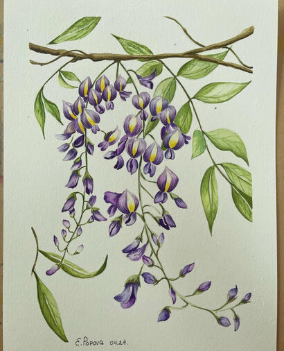 Wisteria. Silent Bloom - a Paint Artowrk by Elena Popova