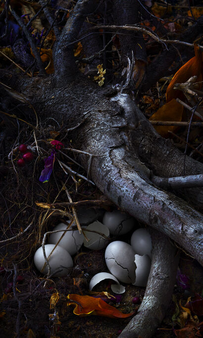 Le Nid des évadés - a Photographic Art Artowrk by Aldavert  Alexandre 