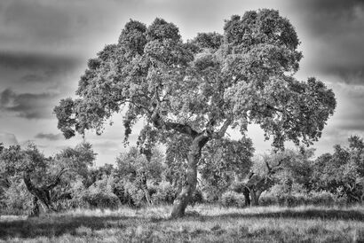 The Holm Oak - a Photographic Art Artowrk by Roberto Vámos