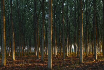 Artificial Wood II - a Photographic Art Artowrk by andrea chinese