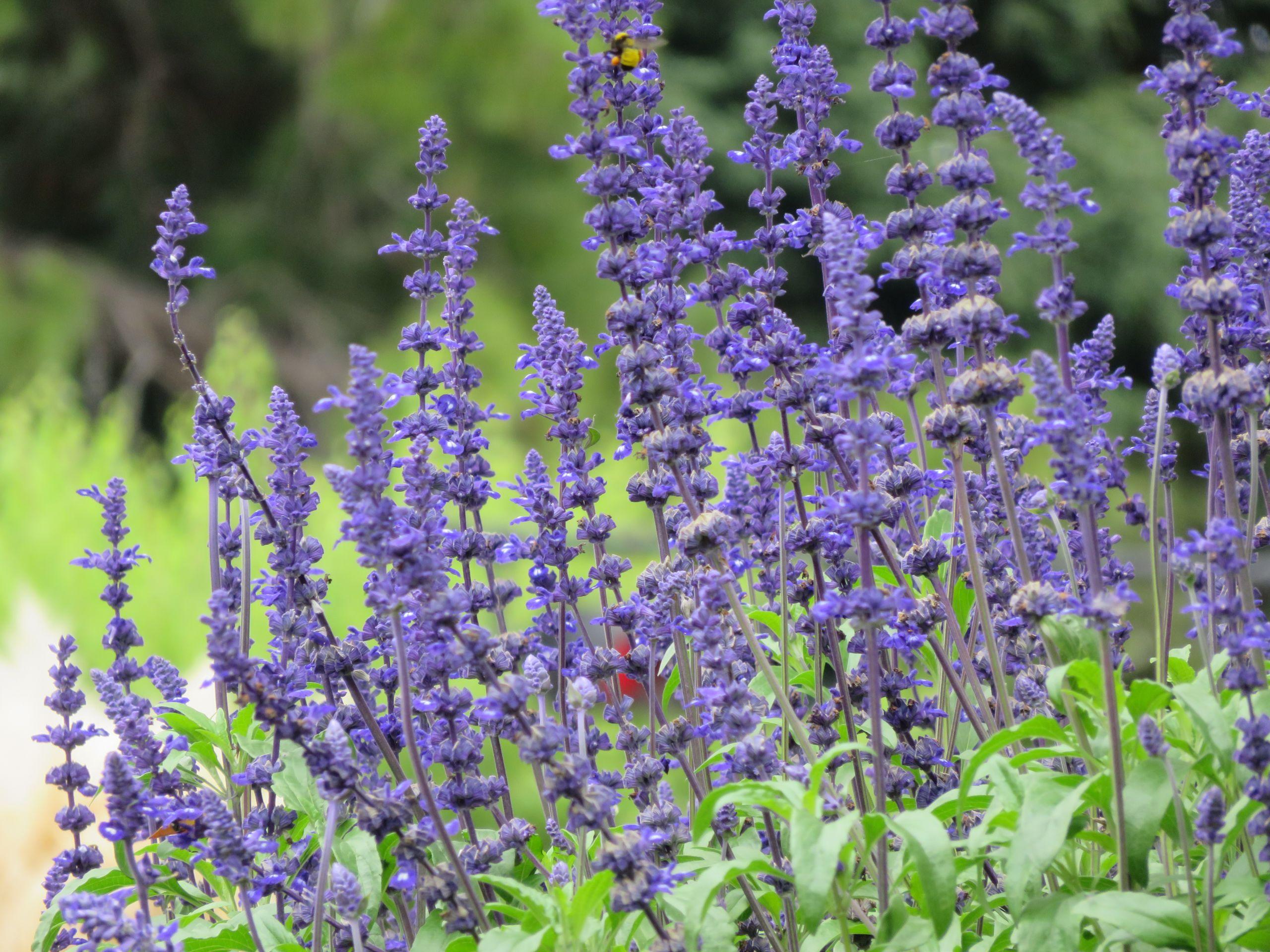 purple-world-edain-belen-p-m-artwork-photographic-art