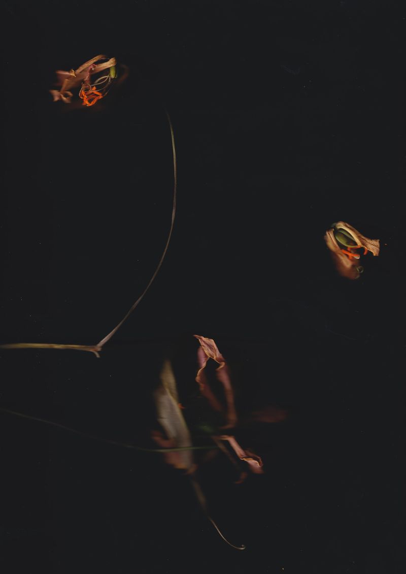 Blumenfragmente 1 - a Photographic Art by Gerd Gerhardt