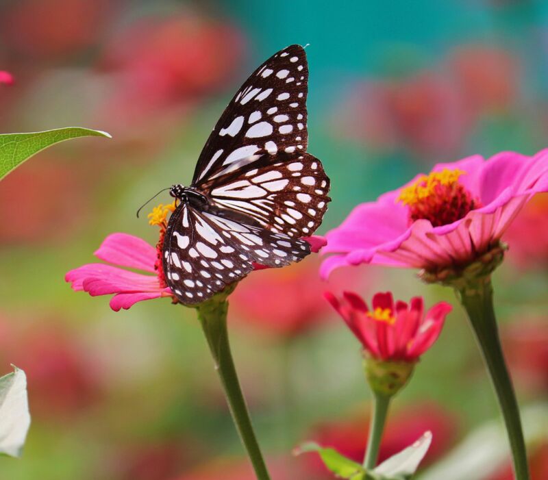 Nature - a Photographic Art by Reena E. M
