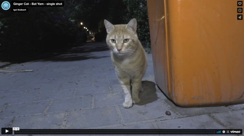 Ginger cat - a Video Art by Igal Stulbach