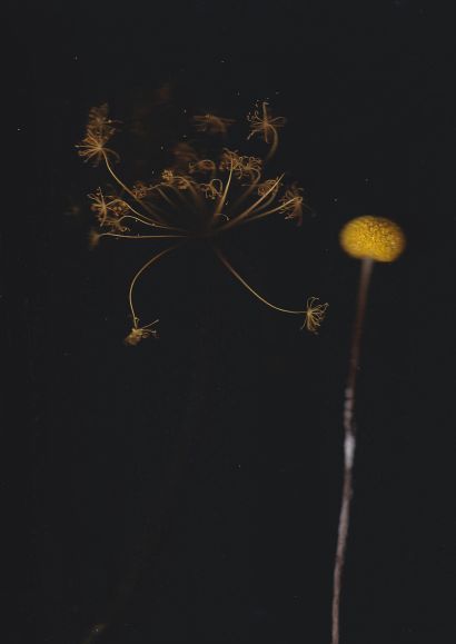 Blumen 10 (Craspedia) - A Photographic Art Artwork by Gerd Gerhardt