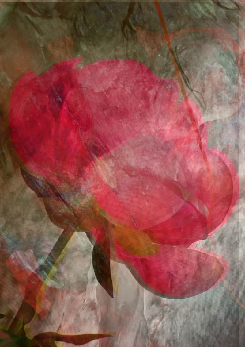 Pivoine 44 - a Digital Graphics and Cartoon by Nada