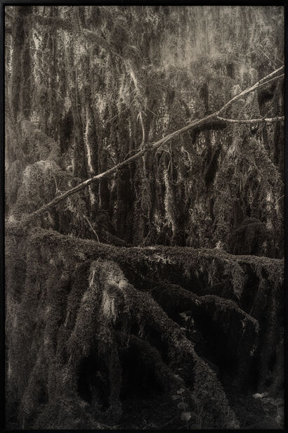 ##1 A pure spirit grows beneath the bark of stones Contemporary forests / The spirit of the forest, Mossy forest, communal forest of Noidant-le-Rocheux, Haute-Marne, France. - a Photographic Art Artwork by Am&eacute;lie Labourdette