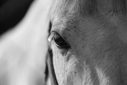 Dressage - a Photographic Art Artowrk by Saeed Amjadian