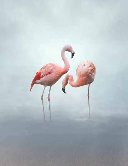 Aesthete - Flamingo - a Photographic Art Artowrk by sensegraphia