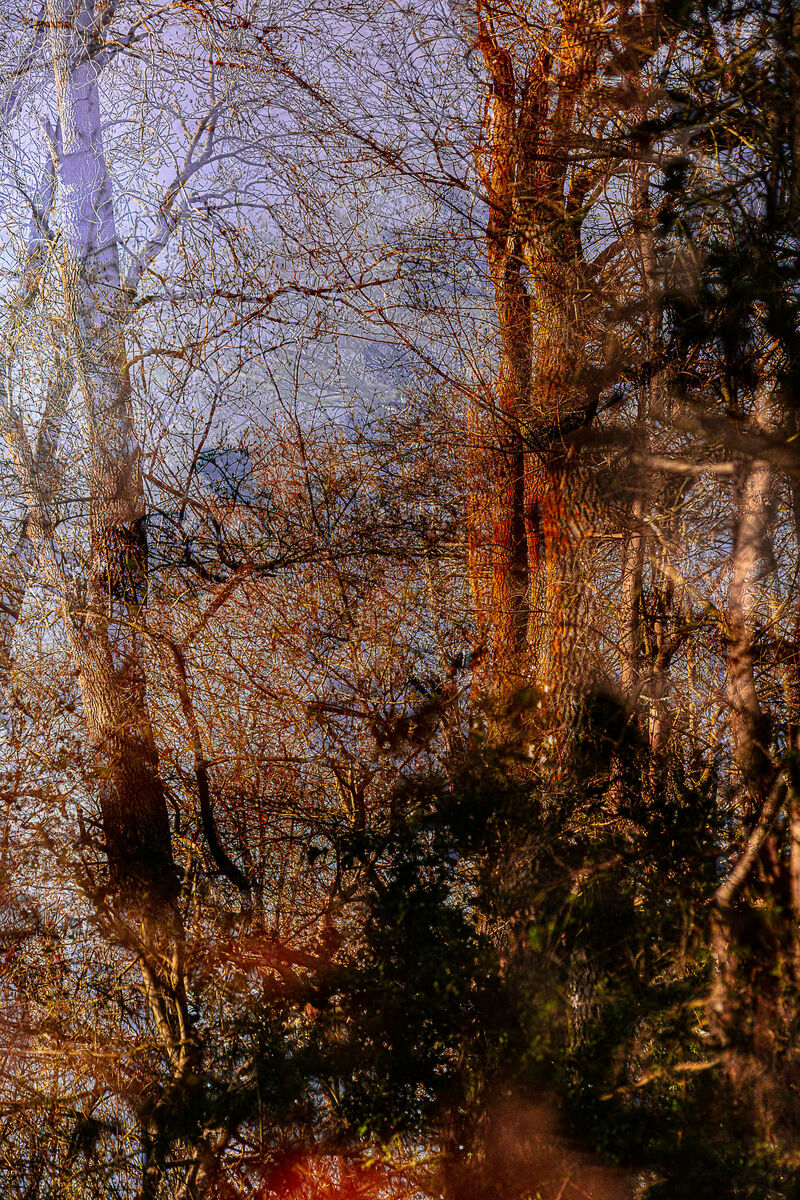 The extraordinary garden (4) /  Residual mists. - a Photographic Art by NEUFCOUR Jean-Charles