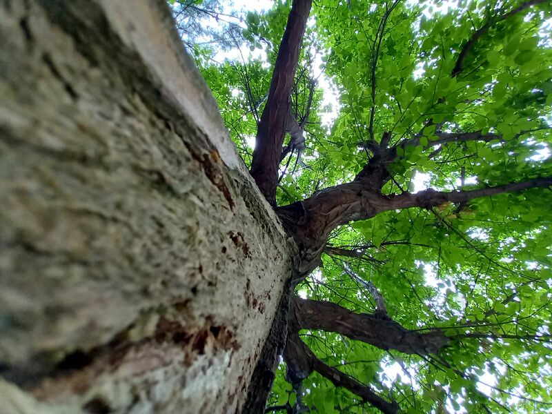 Green tree - a Photographic Art by Guliruh Salayeva