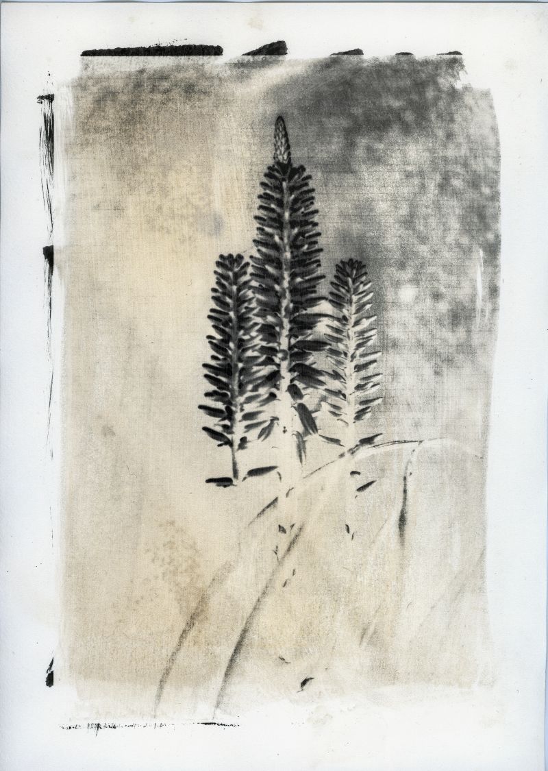 Fior d'Aloe - Imago Plantae - a Photographic Art by Stefano Paradiso