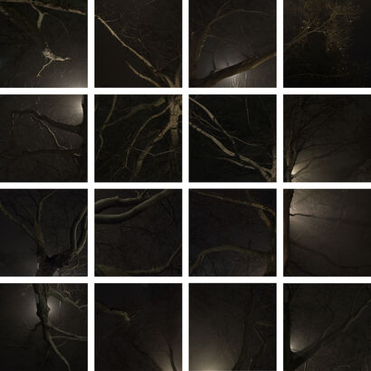 #2 Limbs - A Photographic Art Artwork by Gabriela Torres Ruiz