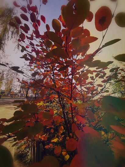 Suburb autumn  - a Photographic Art Artowrk by Yulia Drik