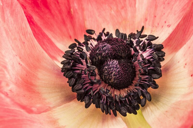 Flowers: Anemone - a Photographic Art by Fiorina Maria  Lembo