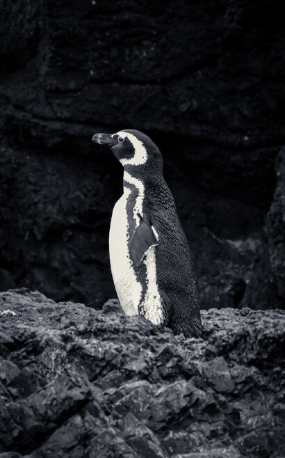 Pingüino Magallanico - a Photographic Art Artowrk by Antonio Silva