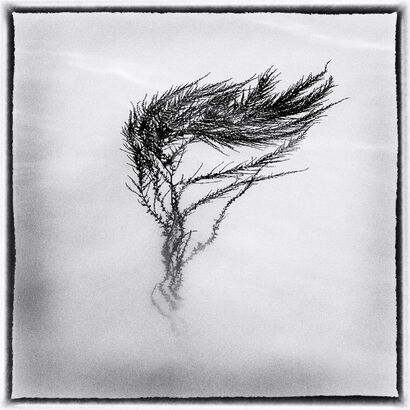 Peggys Flowers - a Photographic Art Artowrk by Thomas Gerats