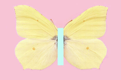#BeAButterflyYourself - POP EDITION - Zitronenfalter auf Rosa (Ed. 2/3 +1+1+2AP) - A Photographic Art Artwork by Michael Bachhofer