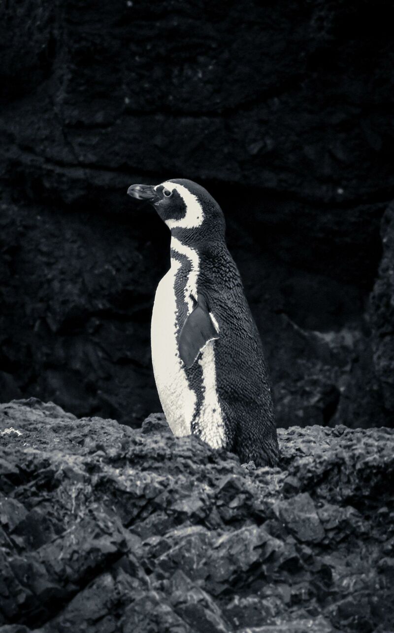 Pingüino Magallanico - a Photographic Art by Antonio Silva