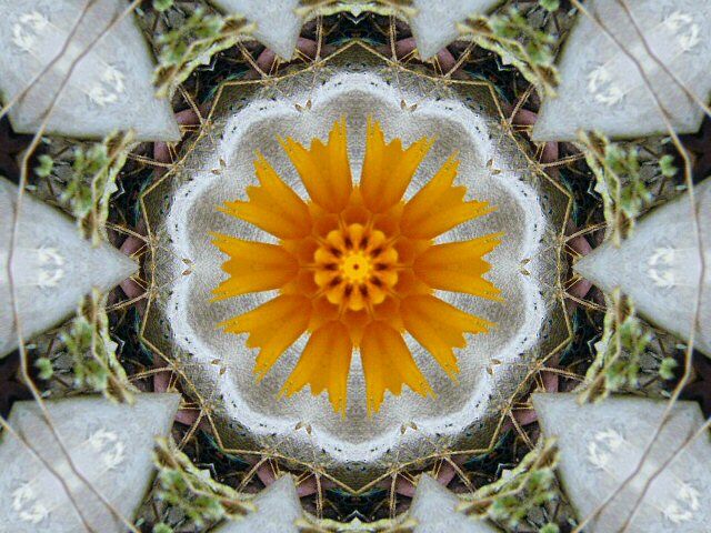 CreativeMacroFlowers#02 - a Photographic Art by Charlotte A Cornish