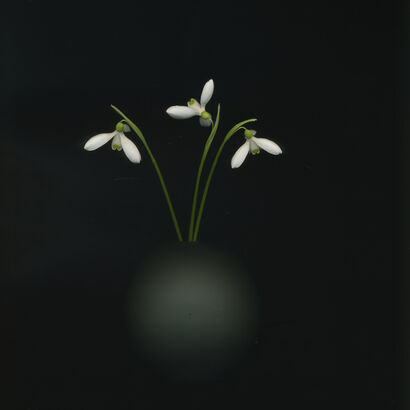Snowdrops 20-02 - A Photographic Art Artwork by Toril Brancher 