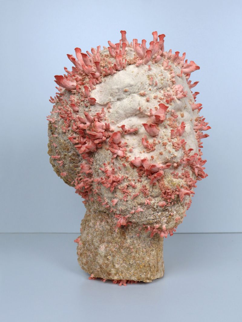 Pleurotus Djamor IV - a Photographic Art by lin gerritse