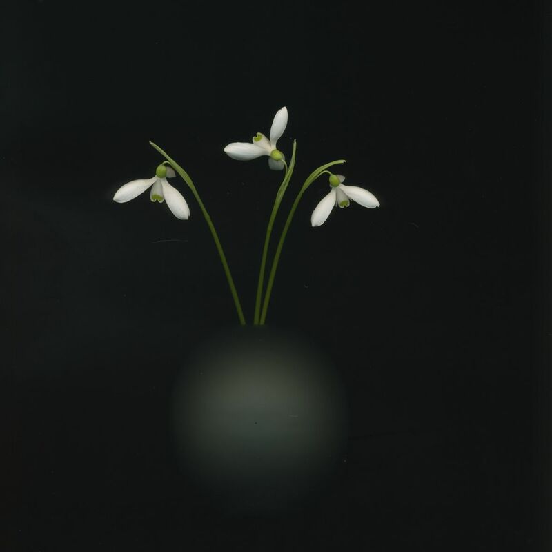 Snowdrops 20-02 - a Photographic Art by Toril Brancher 