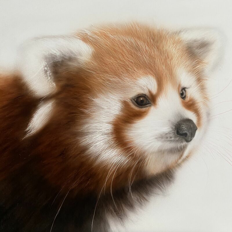 Red panda - a Paint by Dolgor.Art 
