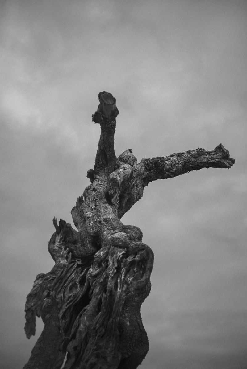 Xolivo 1 - a Photographic Art by Stefano Paradiso