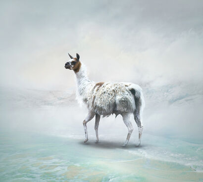 Aesthete - Llama - A Photographic Art Artwork by sensegraphia