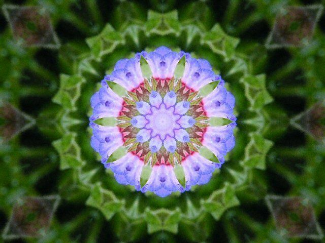 CreativeMacroFlowers#01 - a Photographic Art by Charlotte A Cornish
