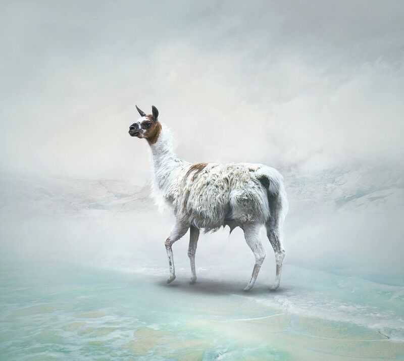 Aesthete - Llama - a Photographic Art by sensegraphia