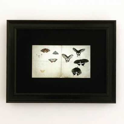 Butterfly - A Video Art Artwork by Mami Kosemura