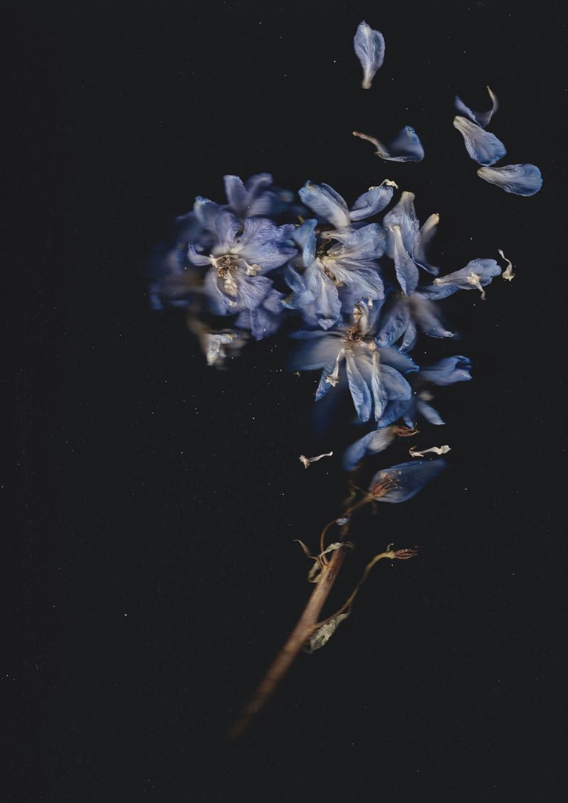 blaue Blume (Rittersporn) - a Photographic Art by Gerd Gerhardt
