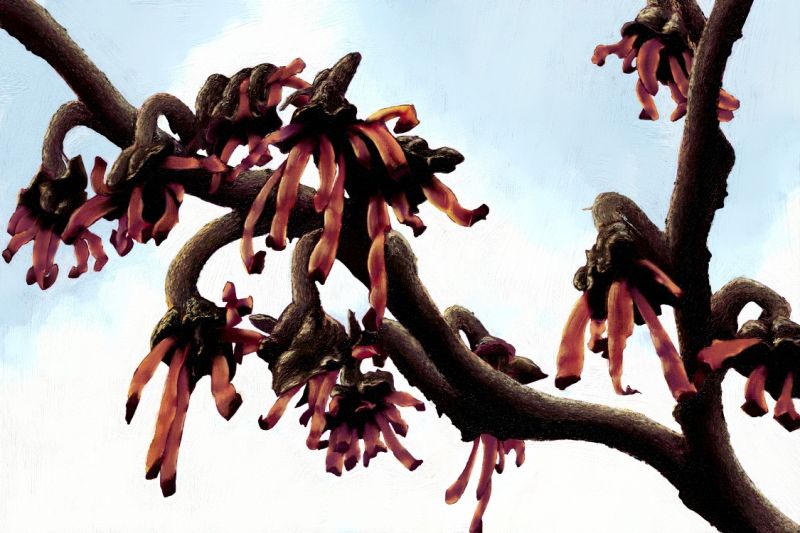 Witch Hazel in Bloom - a Digital Art by artbykurtisedwards